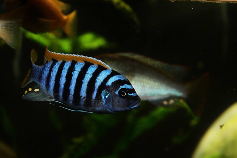 Maylandia pyrsonotos 'Mkondiwa Reef'